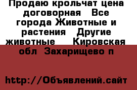 Продаю крольчат цена договорная - Все города Животные и растения » Другие животные   . Кировская обл.,Захарищево п.